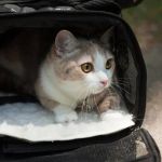 How to Help a Scared or Feral Cat Trust You