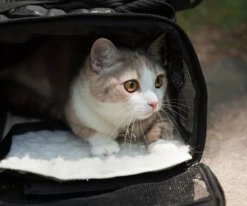 How to Help a Scared or Feral Cat Trust You