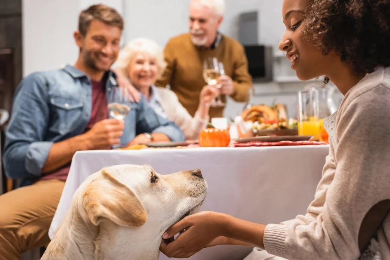 How to Cook Thanksgiving Dinner for Your Dog