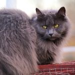 Why Does My Kitten Have a Double Coat? Understanding Your Kitten's Fur