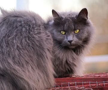 Why Does My Kitten Have a Double Coat? Understanding Your Kitten's Fur