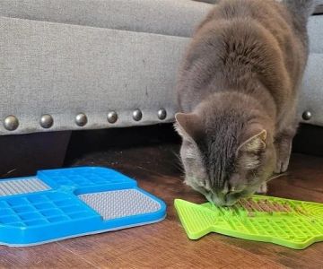 The Best Puzzle Feeders for Cats to Slow Down Eating