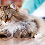 The Top 10 Most Hypoallergenic Kitten Breeds | Omnia Pet