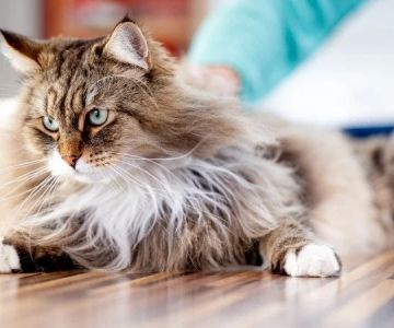 The Top 10 Most Hypoallergenic Kitten Breeds | Omnia Pet