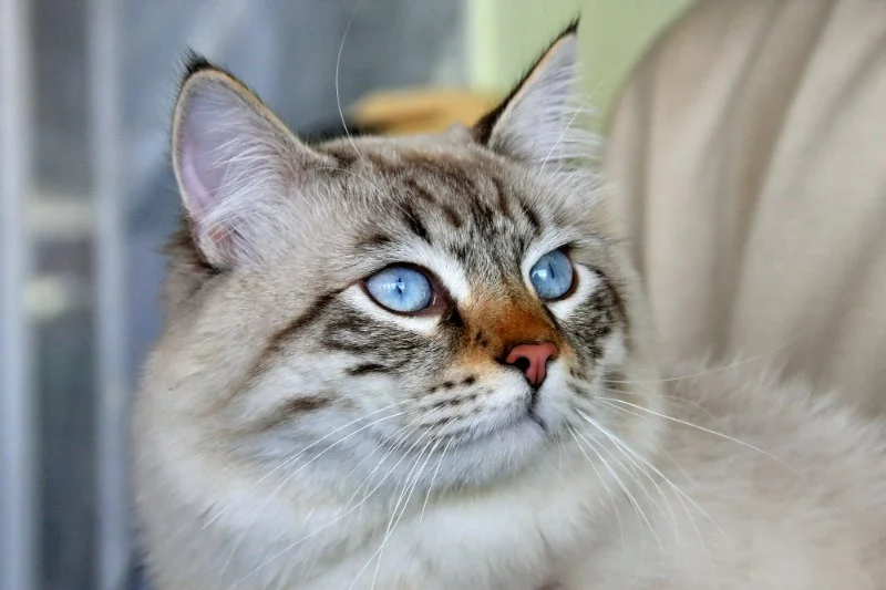 Why Is My Cat's Third Eyelid Showing? When to Worry