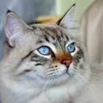 Why Is My Cat's Third Eyelid Showing? When to Worry