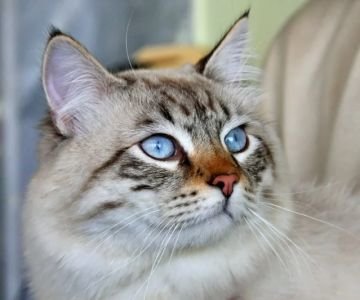 Why Is My Cat's Third Eyelid Showing? When to Worry
