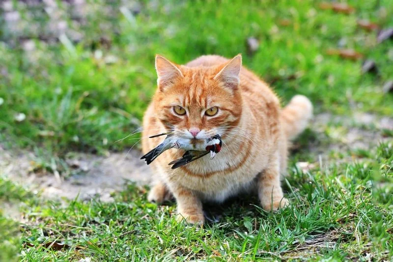The Dangers of Outdoor Cats: Risks and How to Mitigate Them
