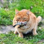 The Dangers of Outdoor Cats: Risks and How to Mitigate Them