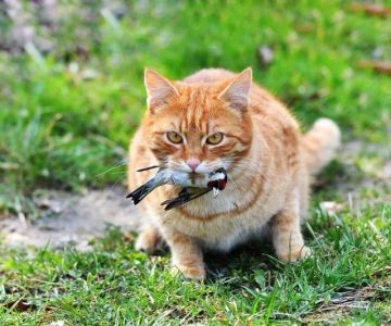 The Dangers of Outdoor Cats: Risks and How to Mitigate Them