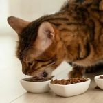 The Best Diet for a Bengal Kitten's Wild Ancestry