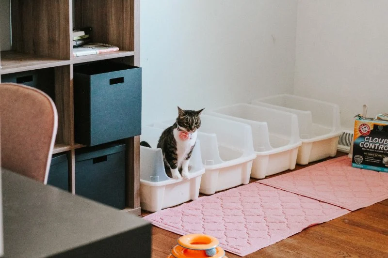 The Best Litter Box Setup for Multiple Cats in One Home