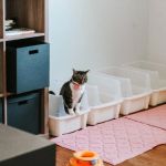 The Best Litter Box Setup for Multiple Cats in One Home