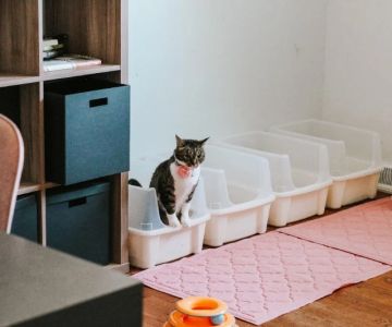The Best Litter Box Setup for Multiple Cats in One Home