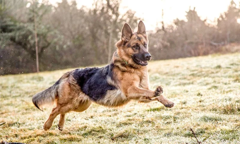 The Top 10 Smartest Dog Breeds and How to Challenge Them