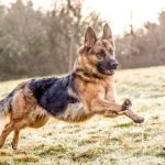 The Top 10 Smartest Dog Breeds and How to Challenge Them