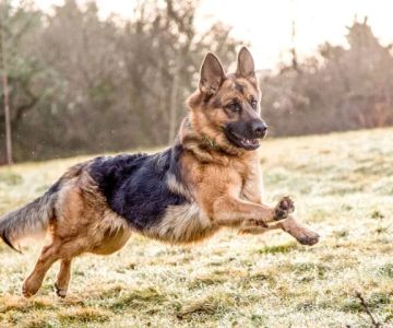 The Top 10 Smartest Dog Breeds and How to Challenge Them