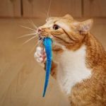 Why Do Cats Bring You Their Toys? The Hunting Gift