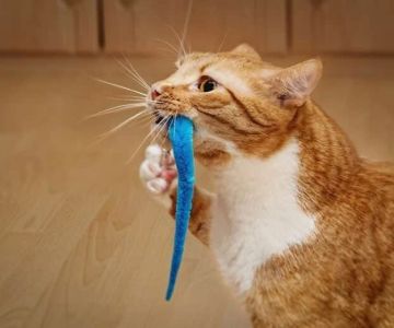 Why Do Cats Bring You Their Toys? The Hunting Gift