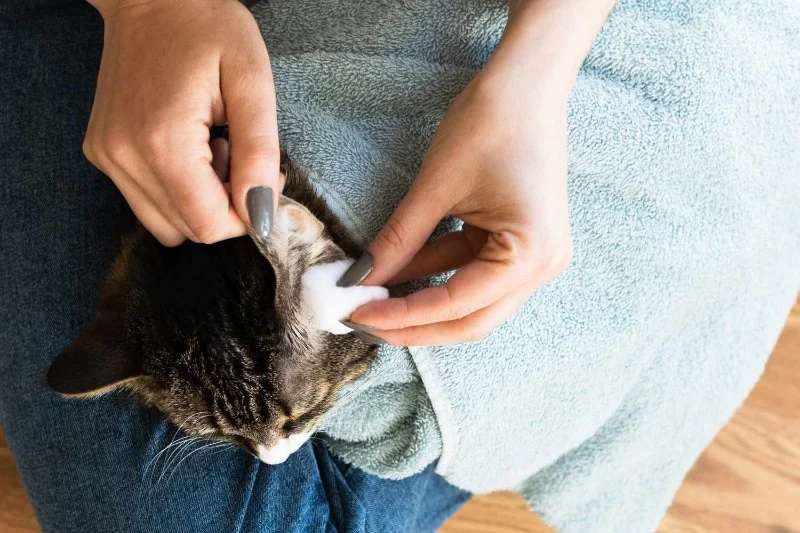 How to Keep Your Cat's Ears Clean and Mite-Free