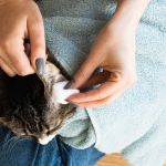 How to Keep Your Cat's Ears Clean and Mite-Free