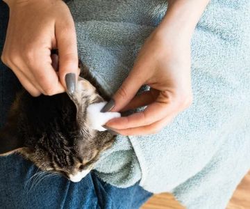 How to Keep Your Cat's Ears Clean and Mite-Free