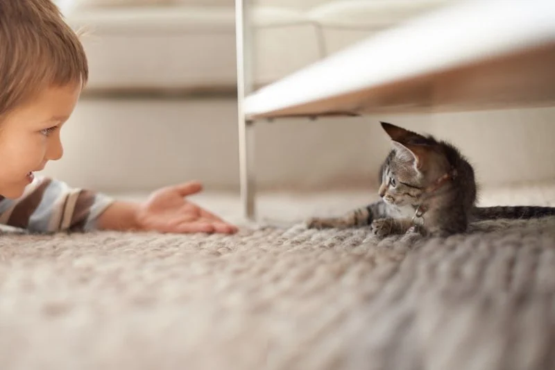 How to Introduce Your Kitten to a New Home Slowly