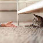 How to Introduce Your Kitten to a New Home Slowly
