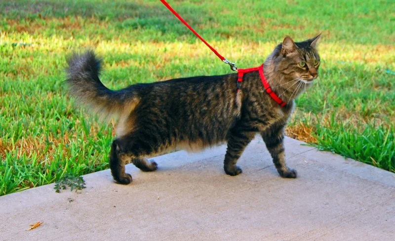 The Best Leashes and Harnesses for Taking Your Cat on Walks