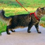 The Best Leashes and Harnesses for Taking Your Cat on Walks