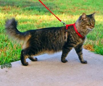 The Best Leashes and Harnesses for Taking Your Cat on Walks