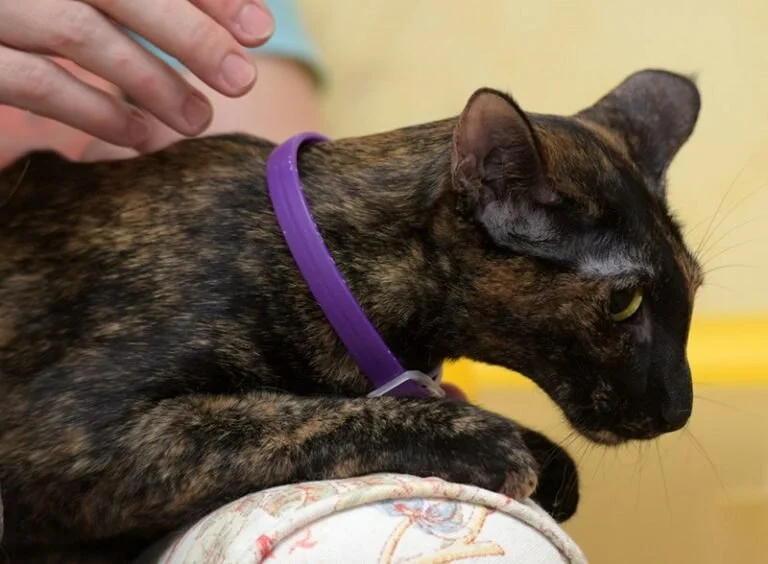 The Best Flea Collar for a Kitten's Sensitive Neck