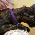 The Best Flea Collar for a Kitten's Sensitive Neck