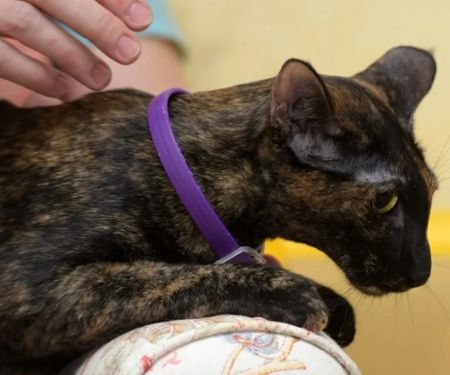 The Best Flea Collar for a Kitten's Sensitive Neck