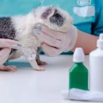 Understanding Common Health Issues in Guinea Pigs: A Guide to Care and Prevention