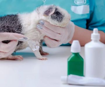 Understanding Common Health Issues in Guinea Pigs: A Guide to Care and Prevention