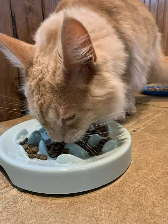 Why Does My Kitten Have Bad Gas? Causes and Solutions for Pet Owners