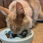 Why Does My Kitten Have Bad Gas? Causes and Solutions for Pet Owners