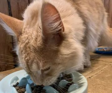 Why Does My Kitten Have Bad Gas? Causes and Solutions for Pet Owners