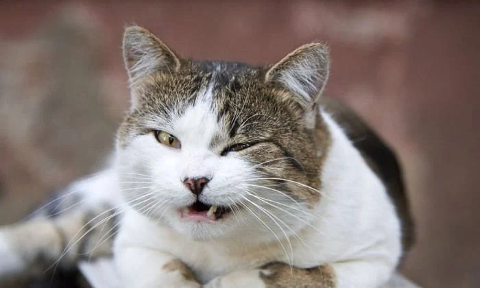 A Guide to Cat Behavior: What Does It Mean When Your Cat Winks?