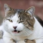 A Guide to Cat Behavior: What Does It Mean When Your Cat Winks?