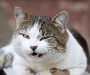 A Guide to Cat Behavior: What Does It Mean When Your Cat Winks?