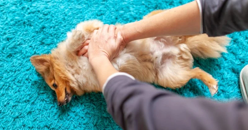 How to Perform CPR on a Dog or Cat (Step-by-Step Guide)