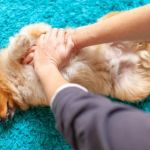 How to Perform CPR on a Dog or Cat (Step-by-Step Guide)