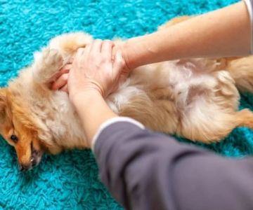 How to Perform CPR on a Dog or Cat (Step-by-Step Guide)