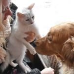 How to Introduce a New Dog to a Resident Cat - Tips for a Smooth Transition