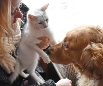 How to Introduce a New Dog to a Resident Cat - Tips for a Smooth Transition