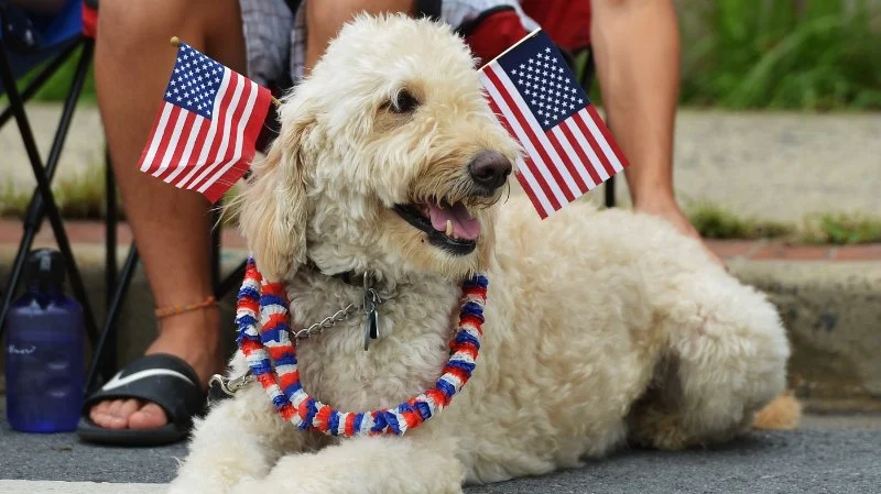 How to Keep Your Pet Safe During Fourth of July Fireworks
