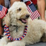 How to Keep Your Pet Safe During Fourth of July Fireworks