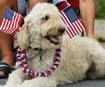How to Keep Your Pet Safe During Fourth of July Fireworks